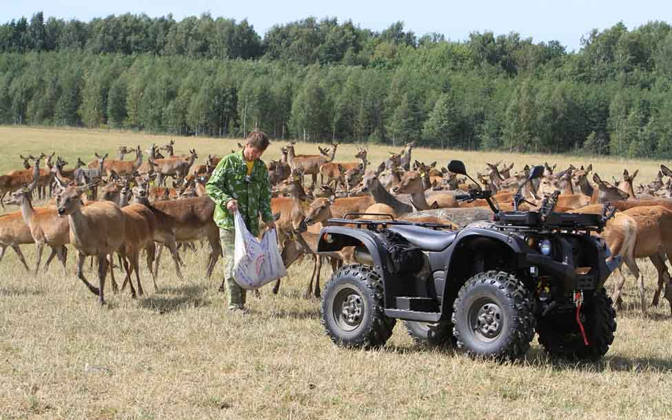 Квадроцикл BALTMOTORS Striker 700 EFI (ПСМ) Фото 19 Квадроцикл BALTMOTORS Striker 700 EFI (ПСМ) Обзор-Фото 19